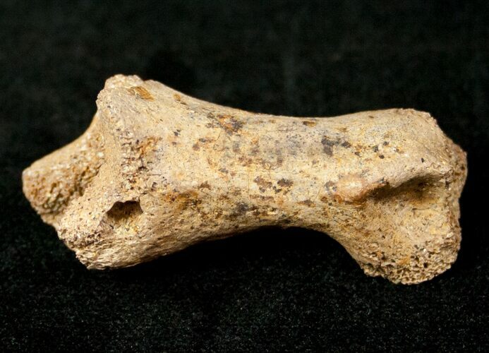 Small Theropod (Raptor) Toe Bone - Hell Creek Formation #12788